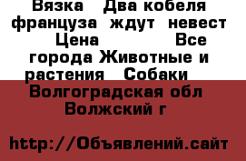  Вязка ! Два кобеля француза ,ждут  невест.. › Цена ­ 11 000 - Все города Животные и растения » Собаки   . Волгоградская обл.,Волжский г.